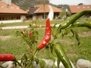 Una pianta di peperoncino nell'orto della Comunità Piergiorgio a Caneva