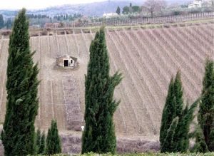 Le vigne della tenuta Conti Costanti, che per il New York Times hanno prodotto il miglior Brunello di Montalcino del 2004 (foto © Francesco Brollo)